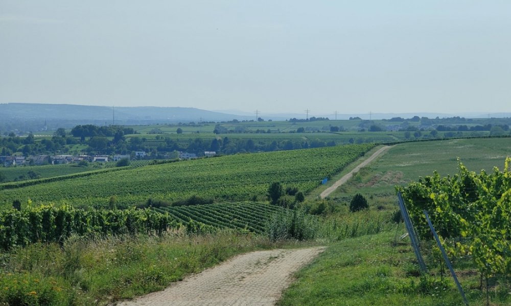 Sehr geflegtes 3-Fam.Haus in Eltville: 2 Wohnungen frei! Garage, ruhige sonnige Weinbergslage
