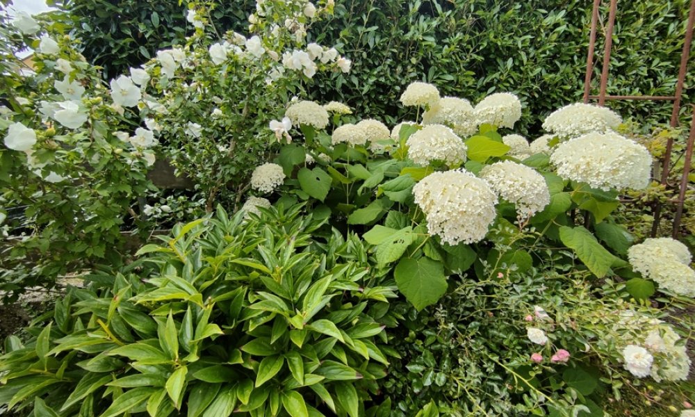 Freistehendes Zuhause mit Herz – Platz für Familie, Ideen und Lebensqualität - Schlangenbad-Bärstadt